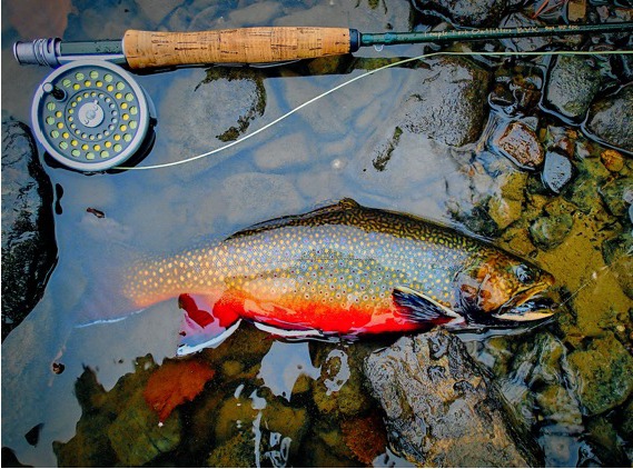 A native Maine brook trout and fly rod